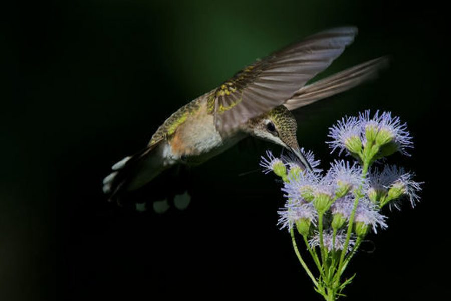 Huff Post Op-Ed: Grow Native Plants: Help birds and eliminate fall garden chores