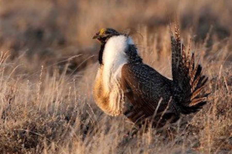 Billings Gazette Op-Ed: What’s good for grouse is good for cows