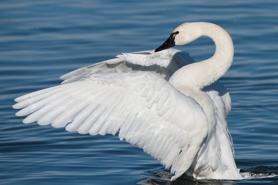 Huff Post: Drilling in the Arctic Refuge Threatens the World’s Birds